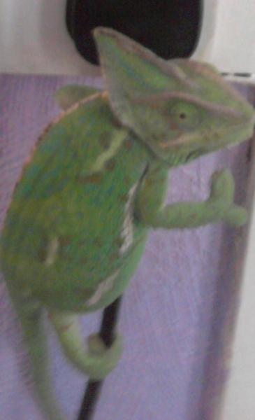 Mia climbed up the wire when i weren't looking. Naughty girl. She looks smug too. lol