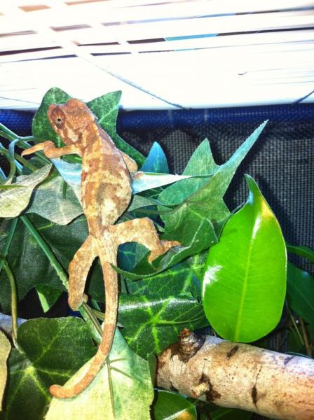 Miff exploring her new home