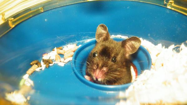 Mika the hamster peeking her head out to say hi