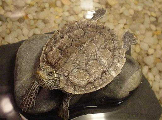 Mikey when he was a baby ! (He is now a full grown huge 7 yr old)
