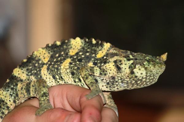 Millie. Young, female melleri.