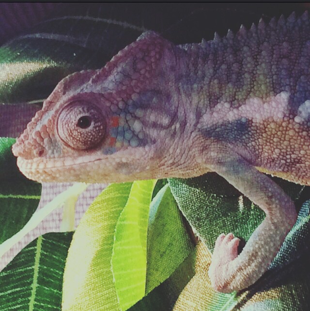 Milly
