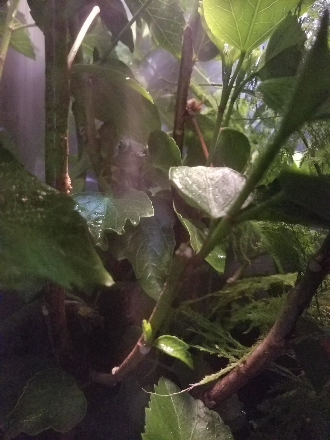 Mini rainforest