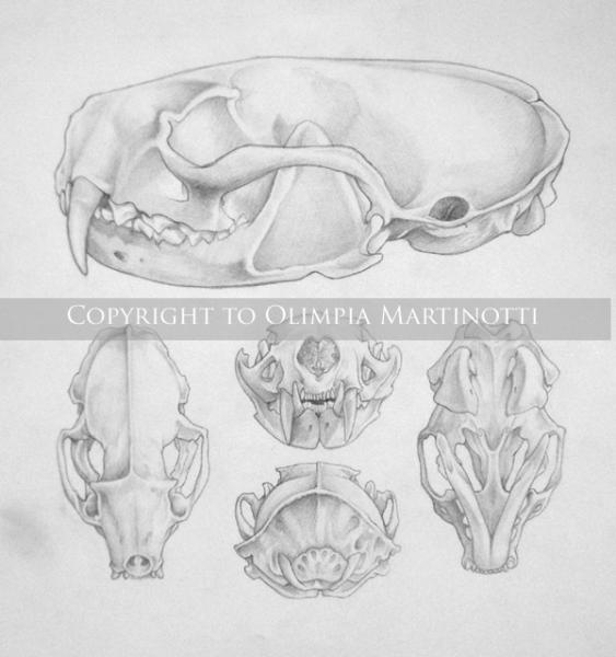 Mink skull study - pencil