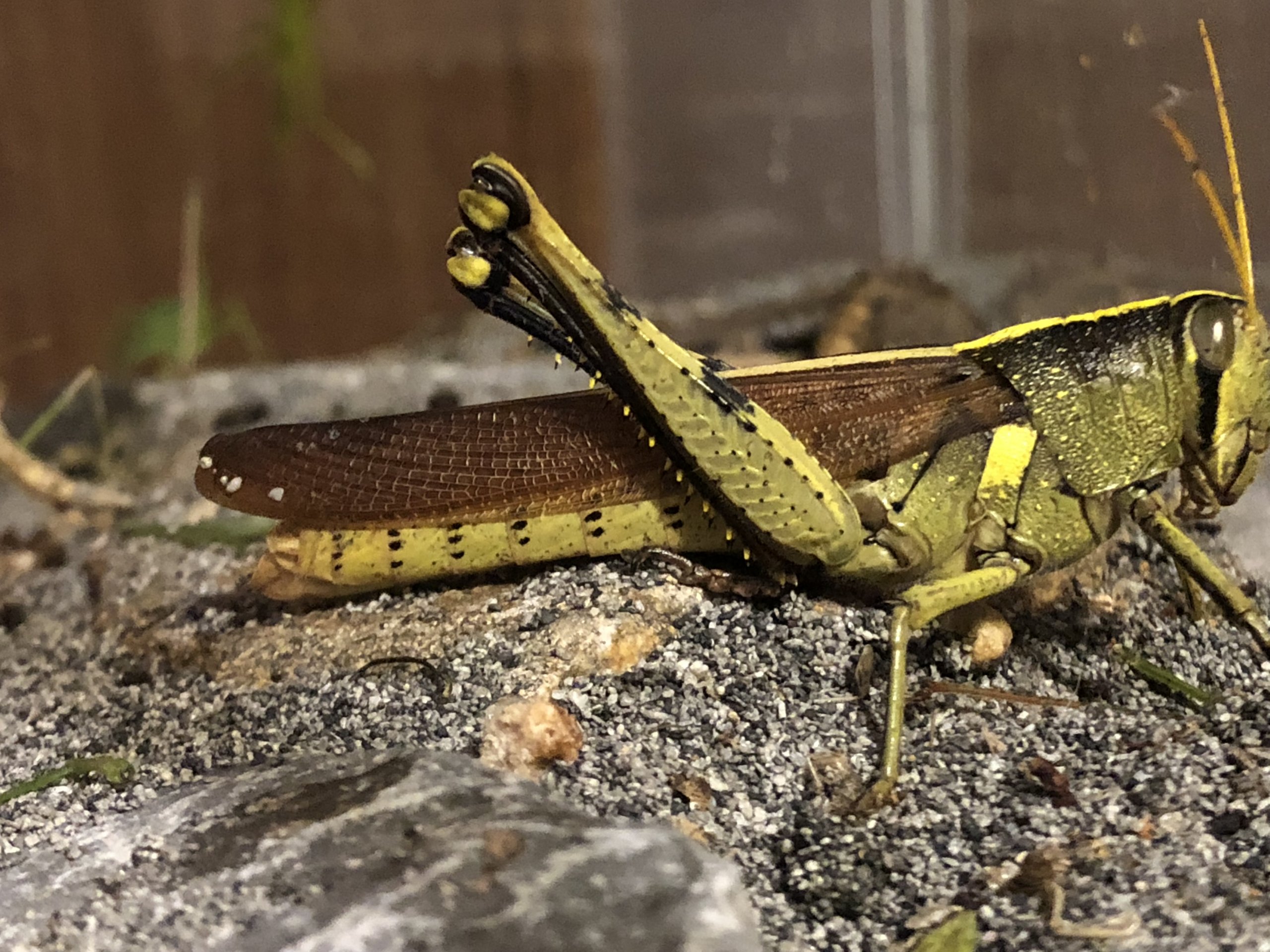 Mischievous Bird Grasshopper