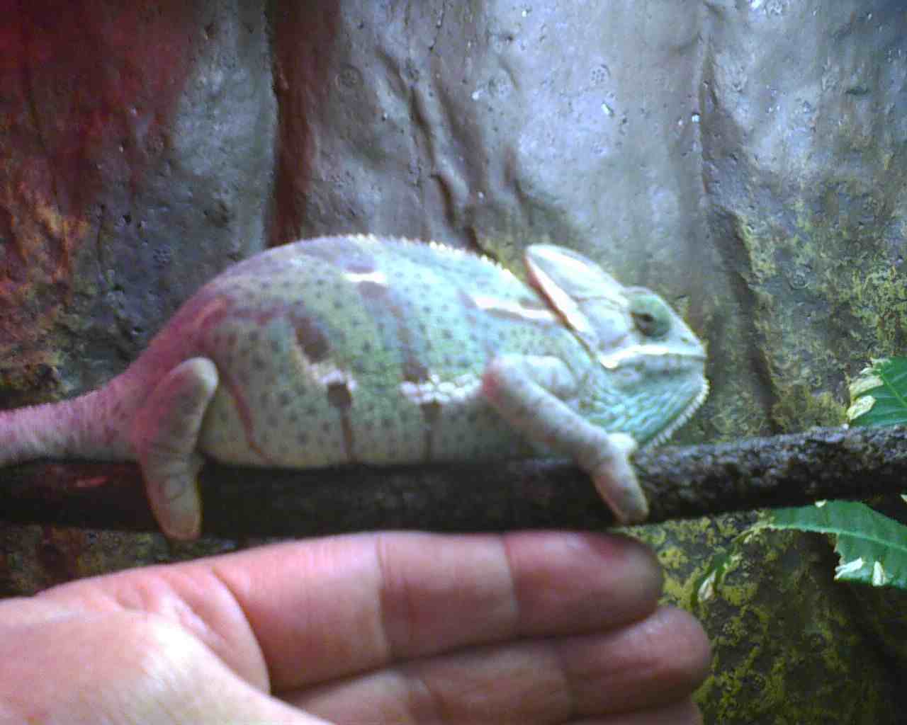 Miss Piss's Last Photo Shoot