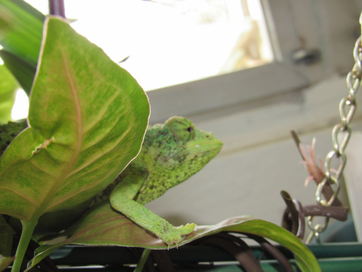 Miss Prissy Priscilla Exploring