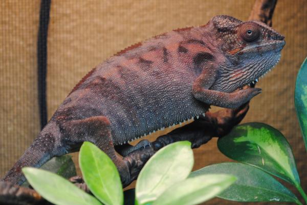 Missy one of our female ambilobe's @ 8months She is receptive for her first time