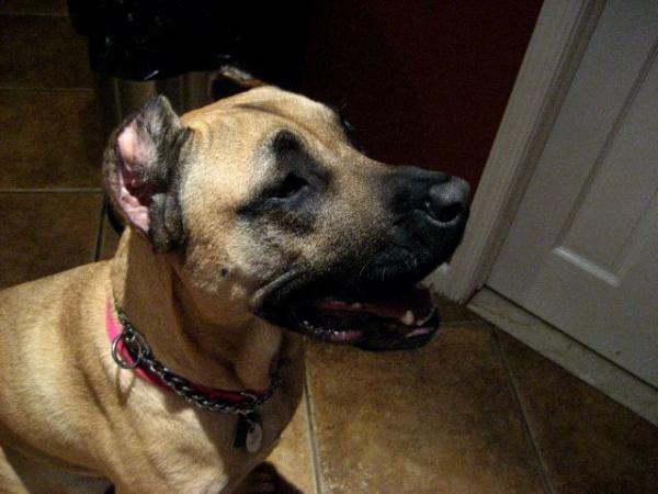 Missy the presa canario