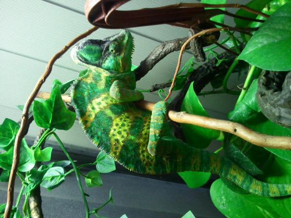 Mister gus. Sabrinas first cham adoption.
2012 02 12 19.35.59