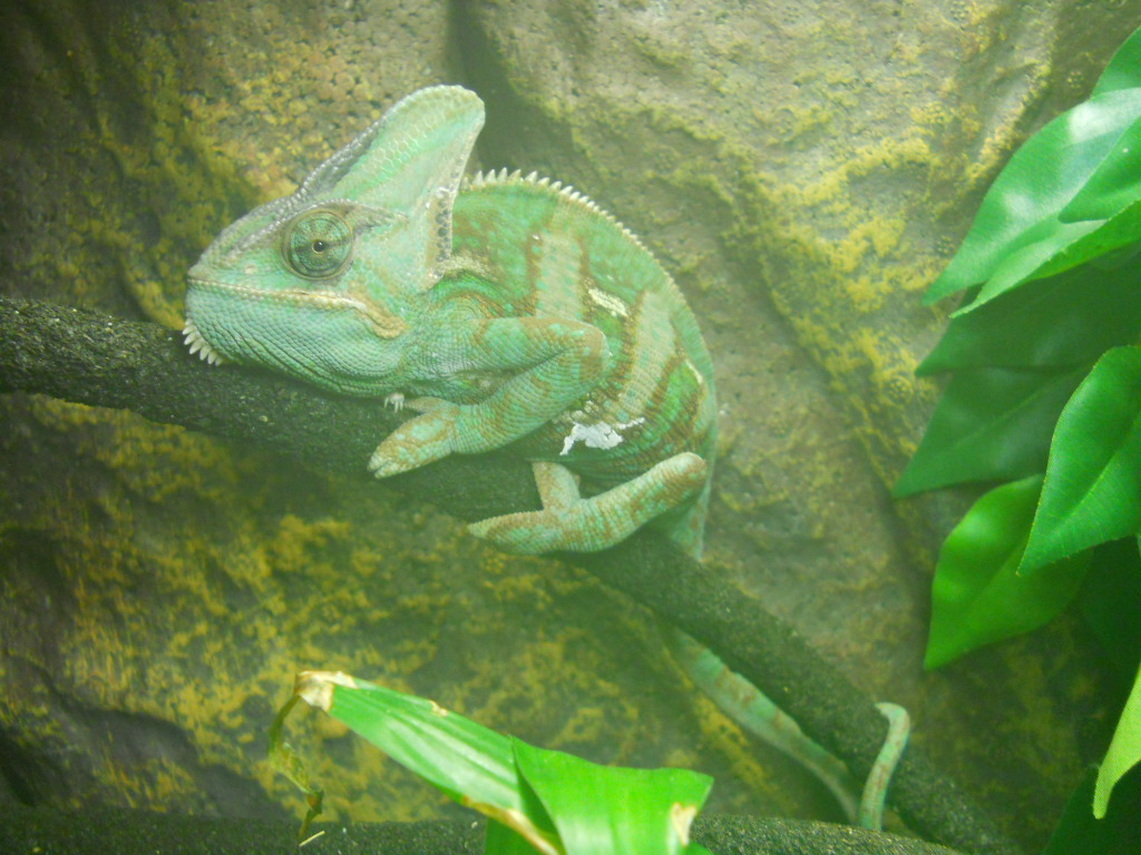 Mister Looks Good But Is Wobbly