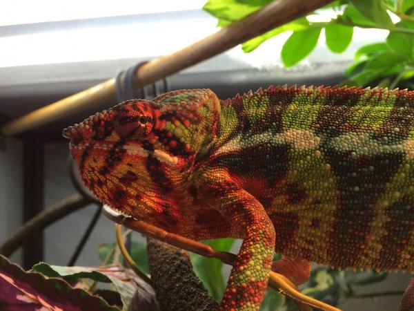 Mitis' son - newest breeder