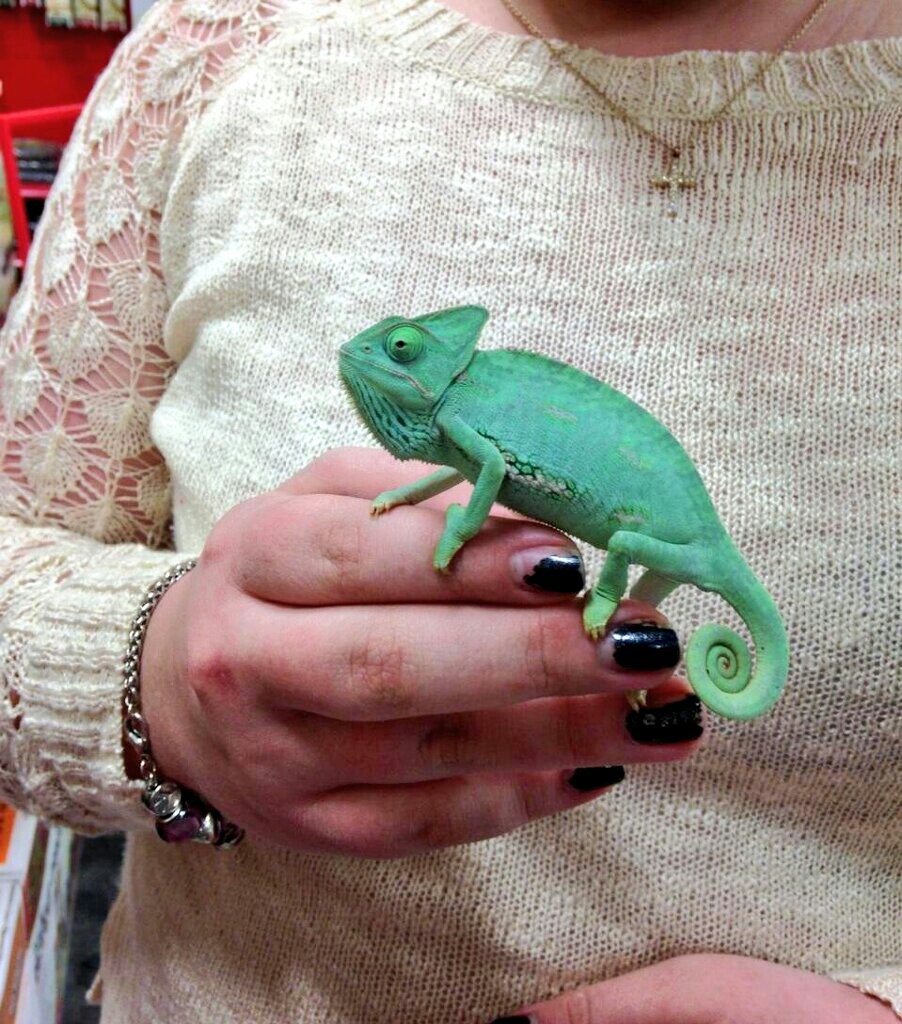 Mittens, The Veiled Chameleon