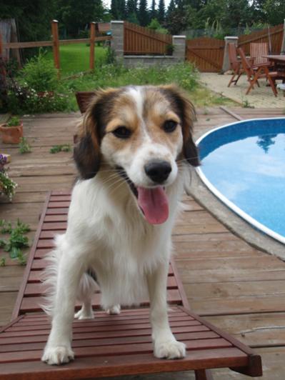 Mixed-breed guy Satan