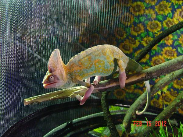 Mmm! Just got a cricket bug!
