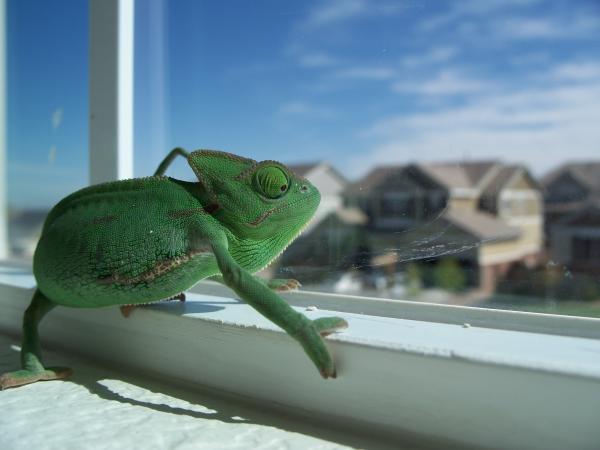 mmmm I see little kids that look like crickets :D yum