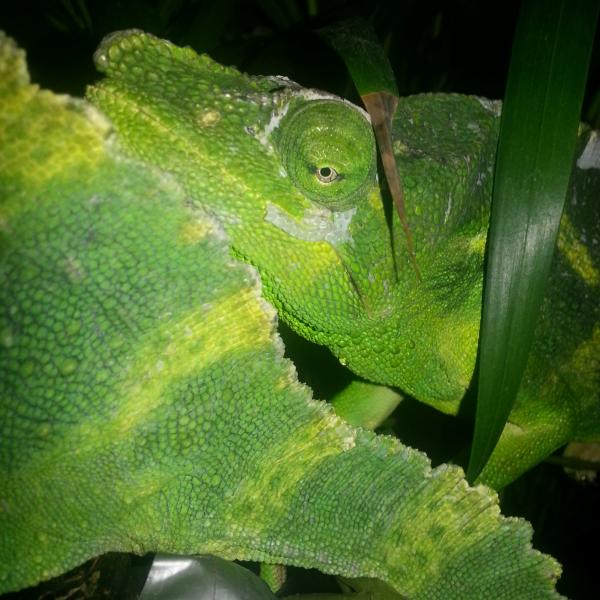 Mobi snuggling close to Jasmine