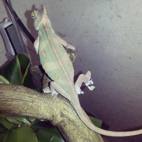 Molting
