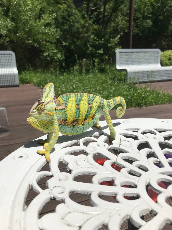 "Mong" 5 months old Veild