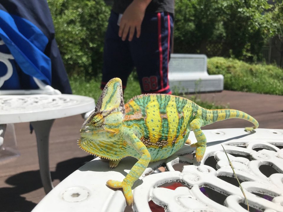 "Mong" 5 months old Veild