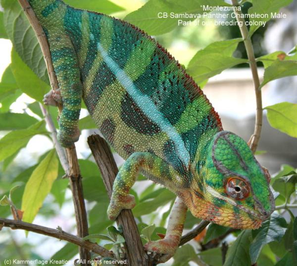 Montezuma   Niro's sire