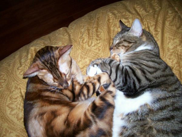 monticore and tiger.

monti = bengal tiger x cat