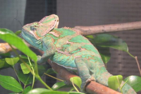 Monty on 6/10/13 in his new cage basking