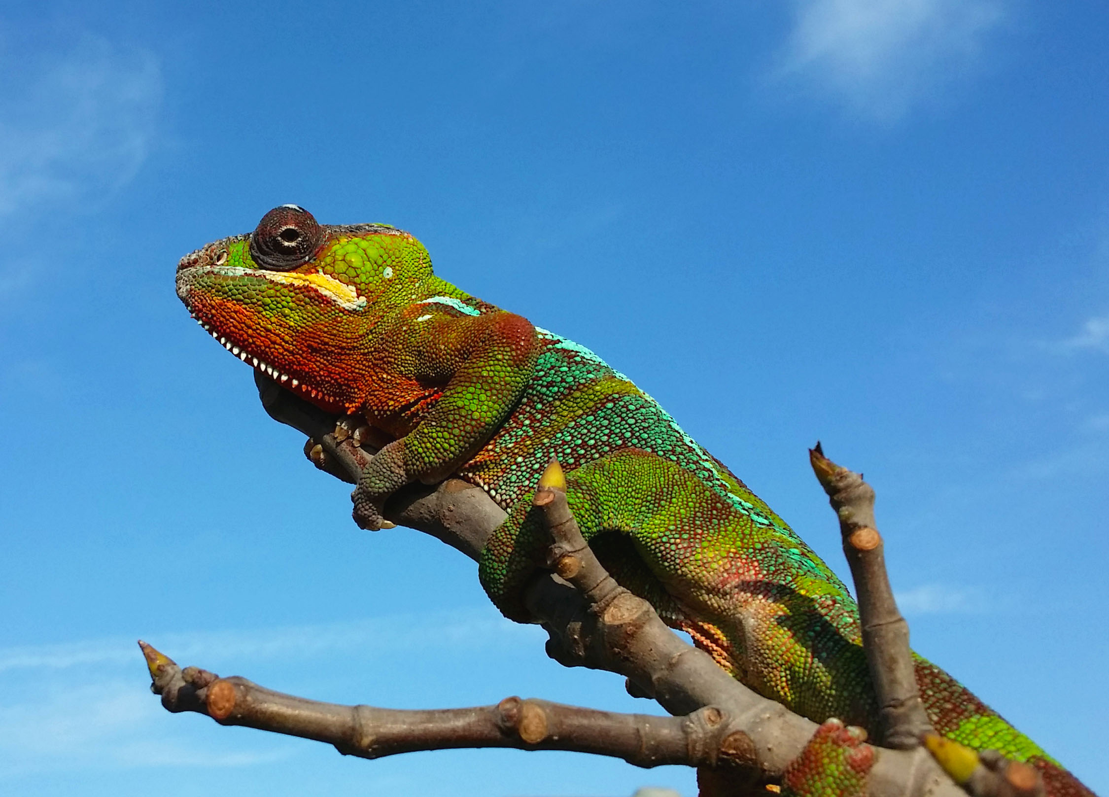 Monty Waiting For Spring To Bloom