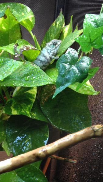 Mookie Joe hanging in his pothos during a mist session