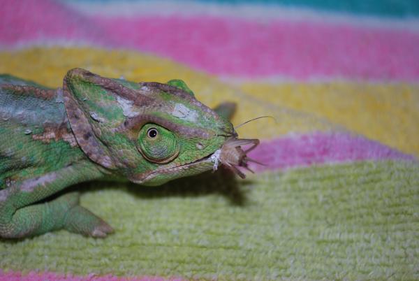 more lizards 002