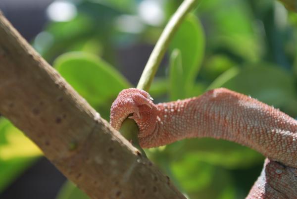 more lizards 006