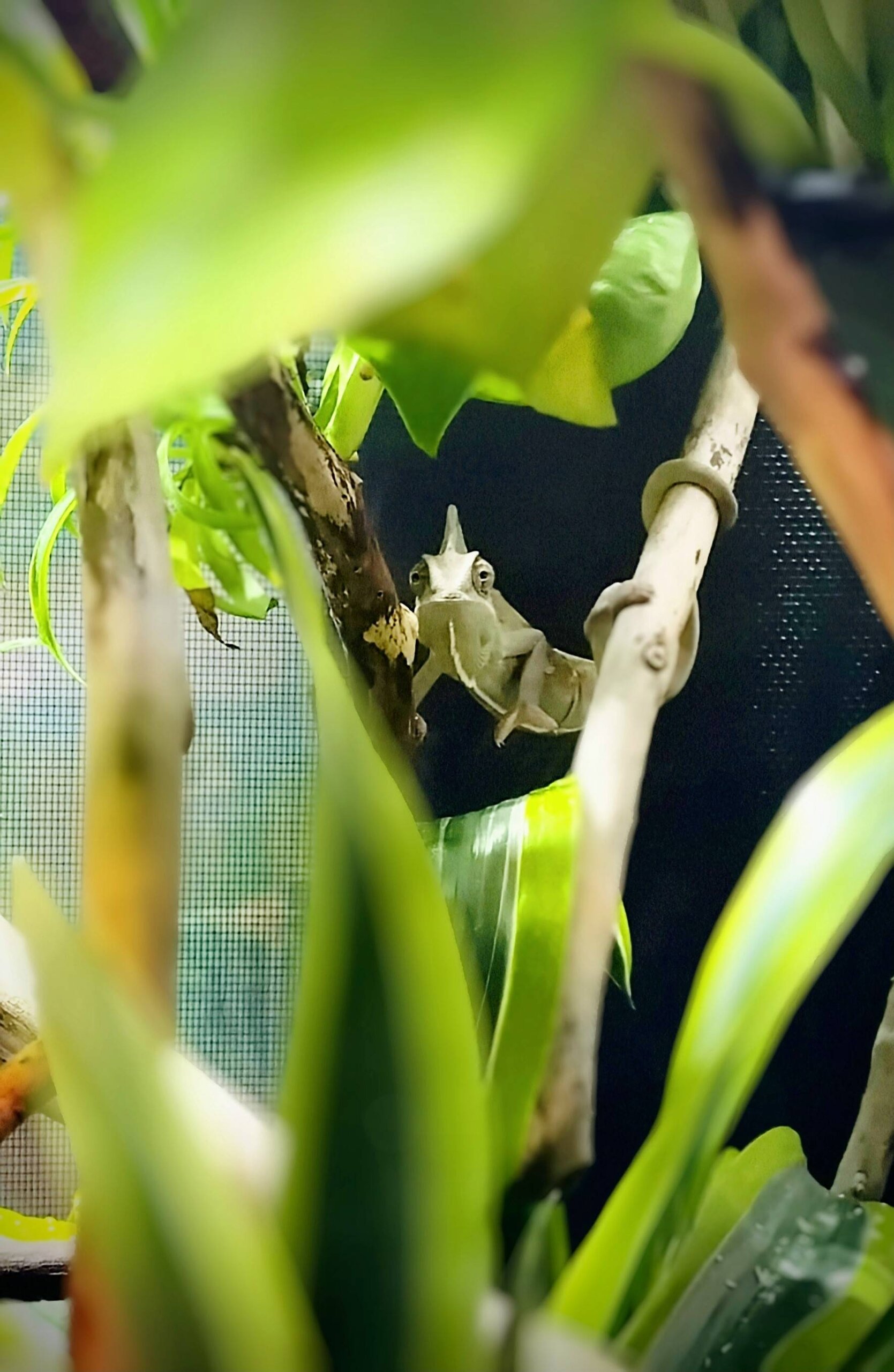 More Snake than Cham