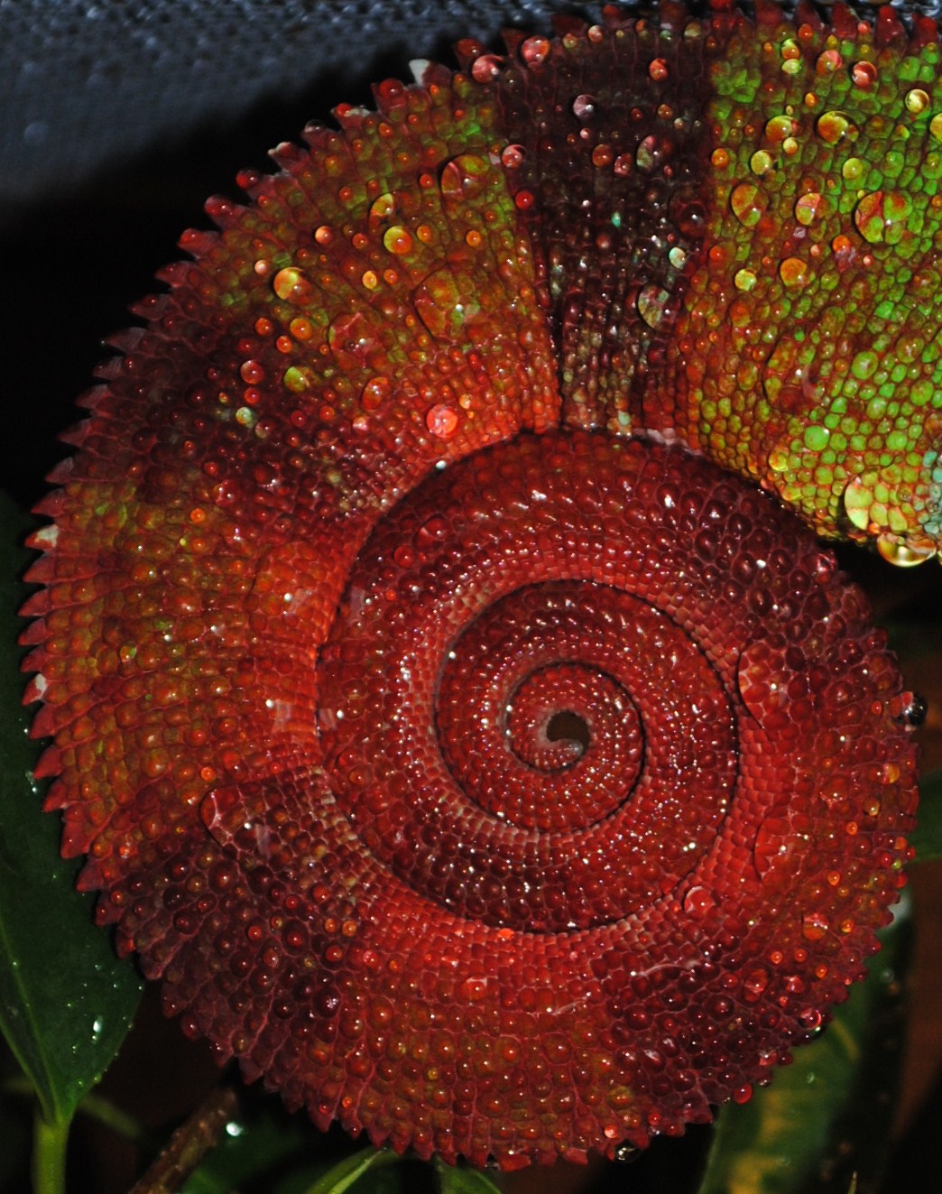 Morning Mist Close Up