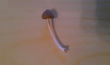 Morning Mushroom2