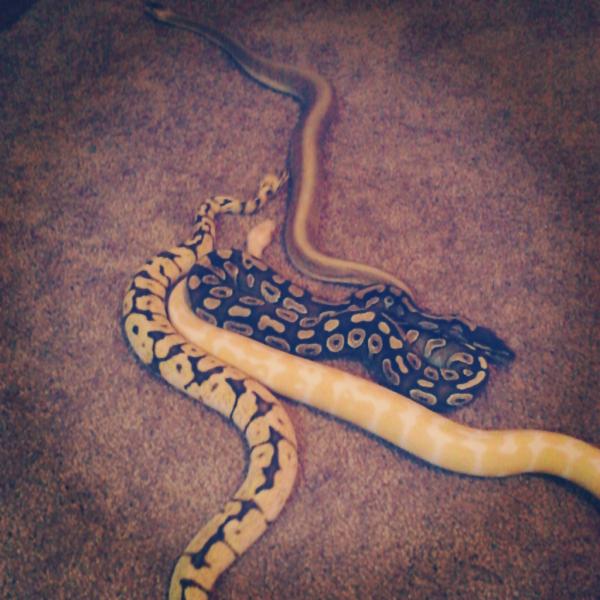 Morning playtime!
bottom left:  a male Bumblebee ball python- Rumble
male Albino ball python- Tesla
female Mojave het. pied- Althea
Top: emale Les