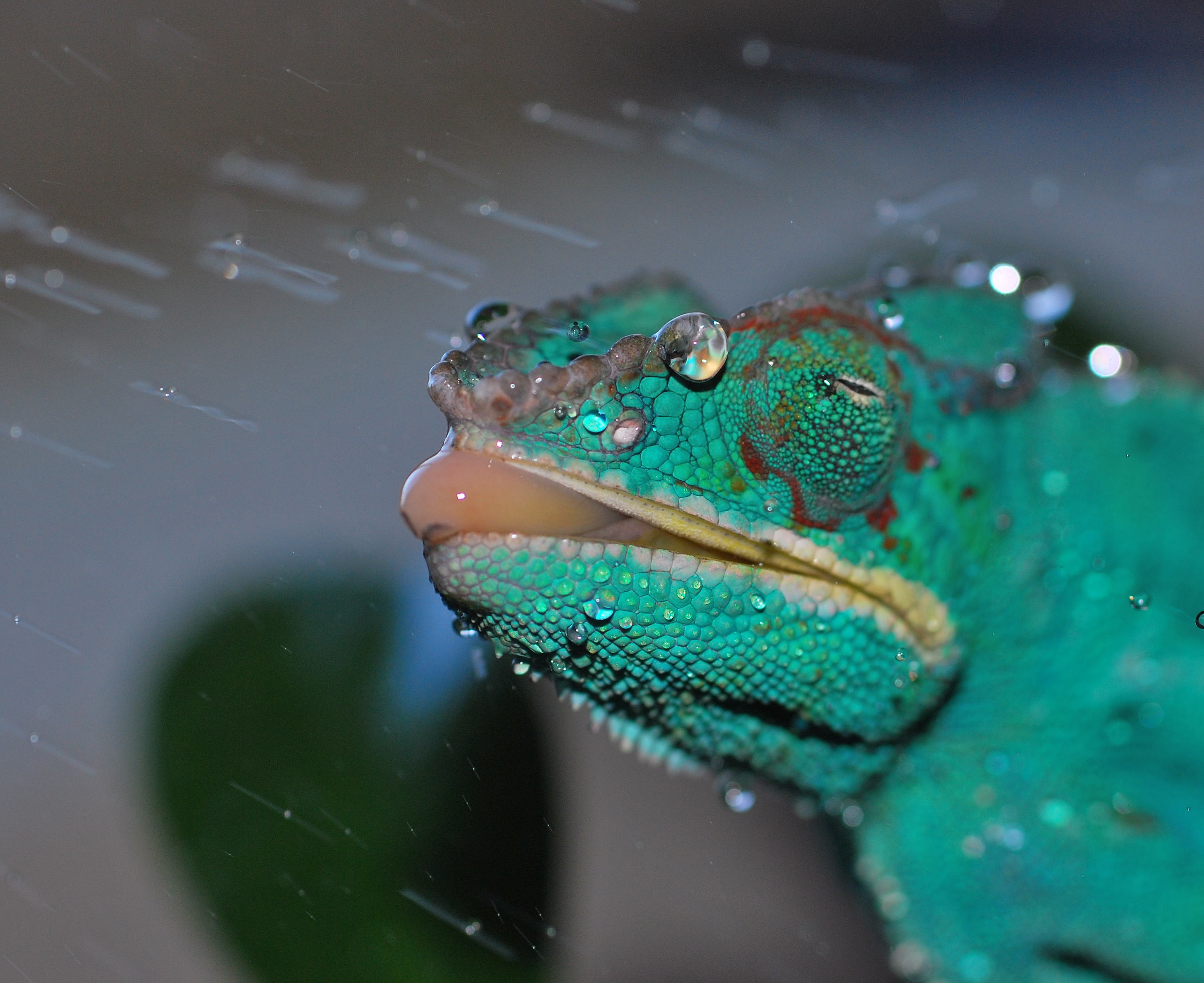 Morning Shower