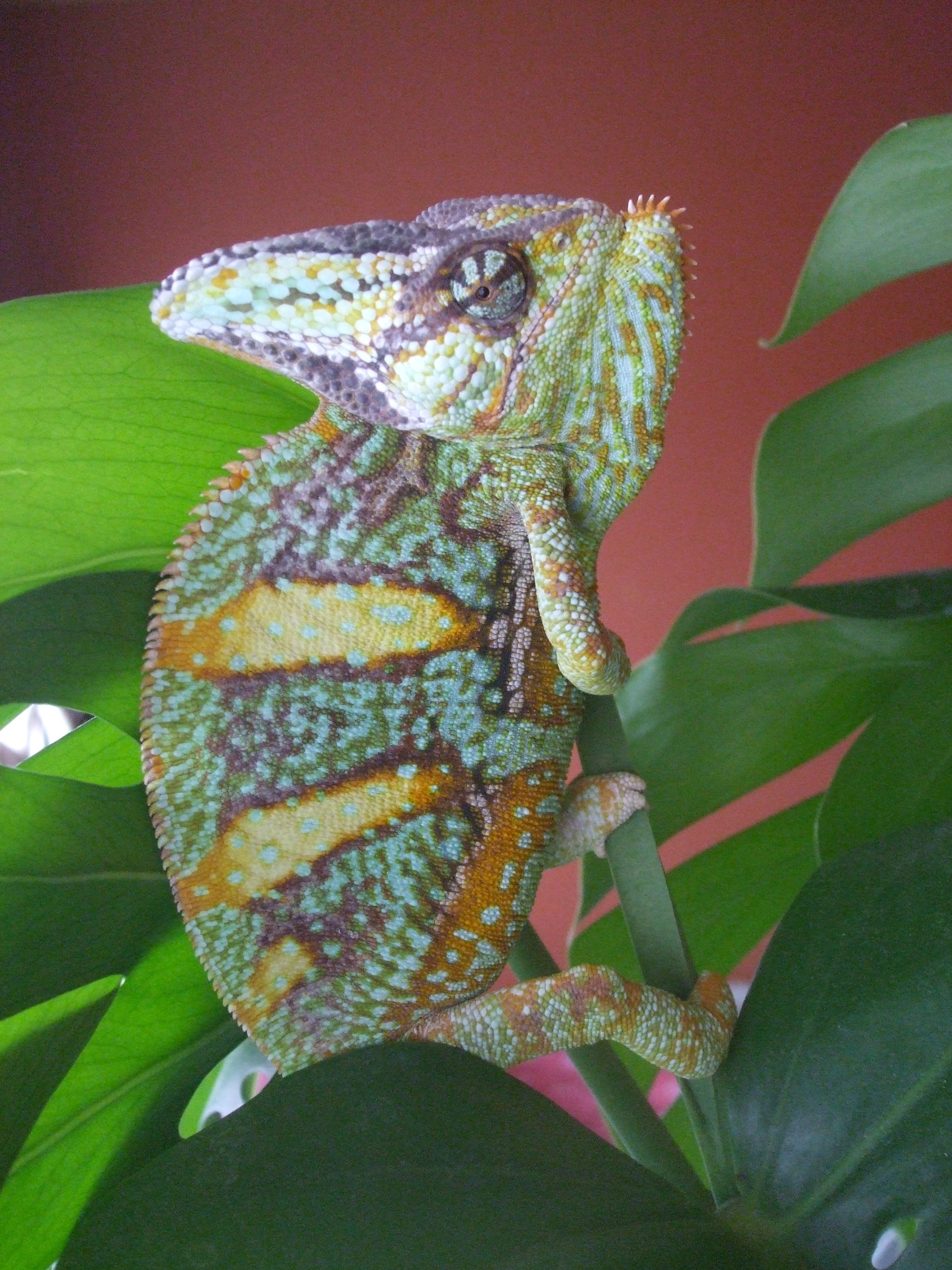 Morpheus