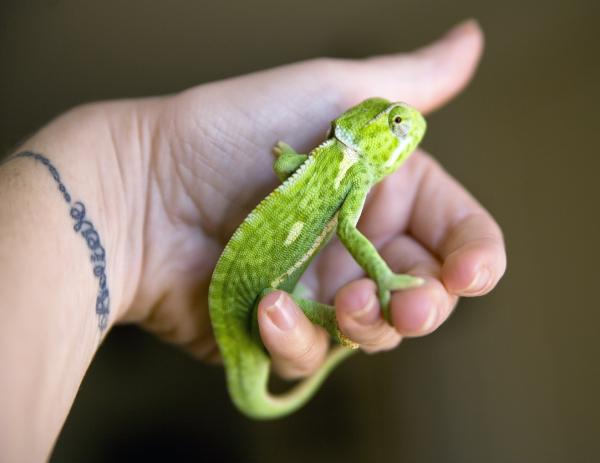 Mortimer - a handful of baby flapneck