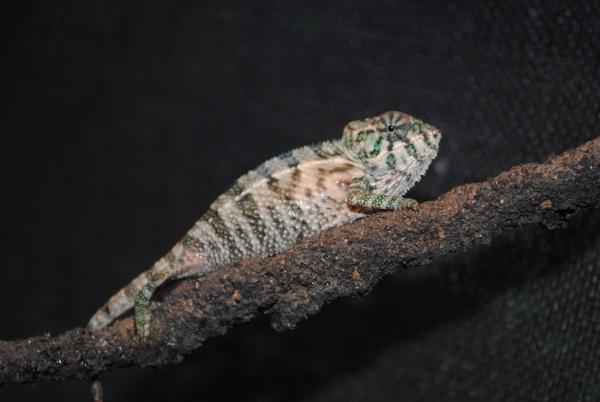 Mortimer at 3 months taken day 1