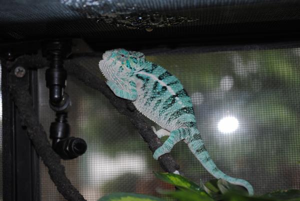 Mortimer at 4 months