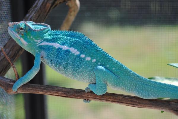 Mortimer at 5 months