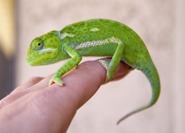 Mortimer - baby flapneck
(Jan 2011)