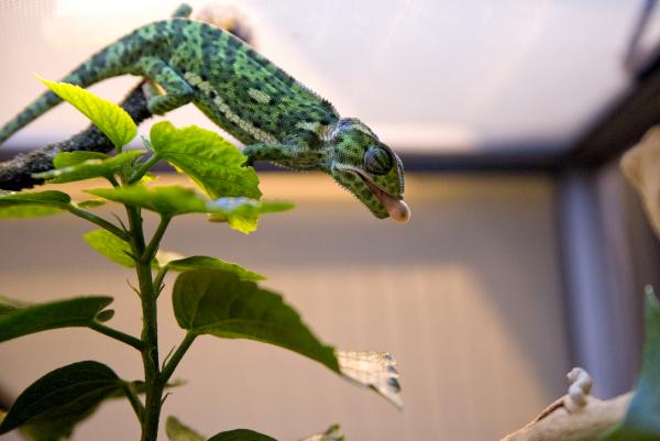 Mortimer loves the silkworms too