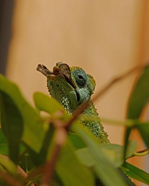 moth eater