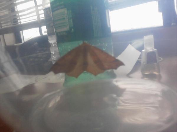 moth2