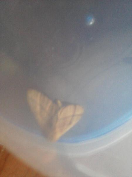 moth3