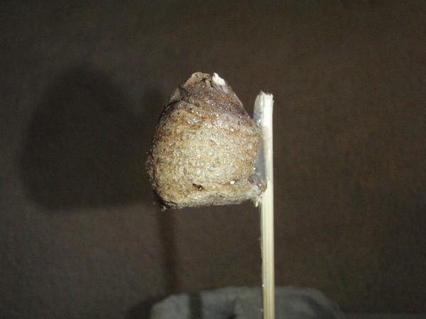 mounted in the upright position using a drop of cool melt glue and a bamboo skewer. note the teardrop shape, skinny part goes up, careful not to cover