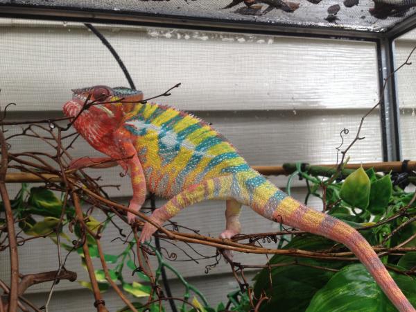 Mozzie showing off some of his yellows... not happy with my phone at all.