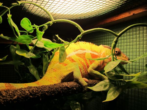 Mr. Appetite can turn a pretty sweet yellow-green with red barring when he starts to fire up...