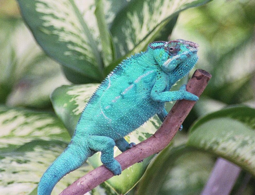 Mr  Blue  ( Nosy Be Panther Chameleon )